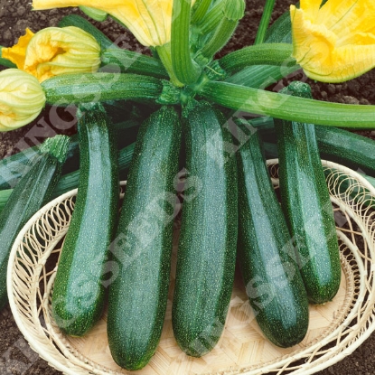 Picture of Courgette Zucchini
